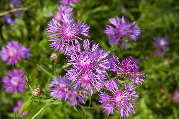 spotted knapweed