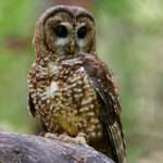 Spotted owl.