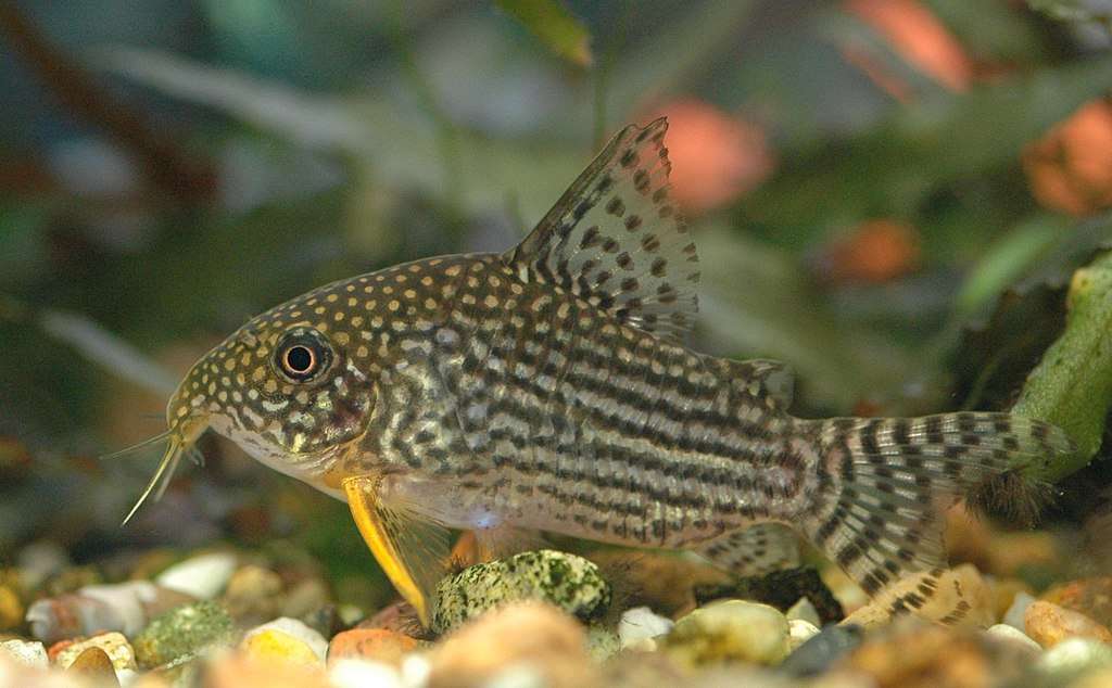 Sterba's corydoras fish
