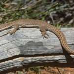 Stripe-tailed monitor LIZARD