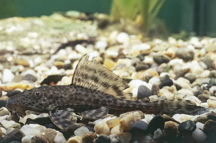 Suckermouth catfish