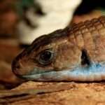 Sudan-plated-lizard