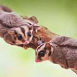 Sugar Gliders