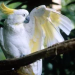 Sulphur- crested cockatoo.
