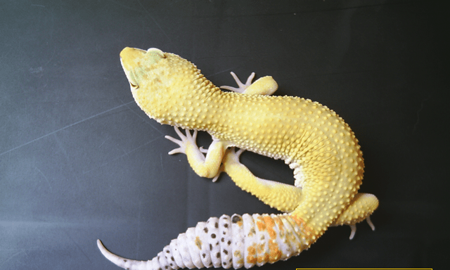 Super Hypo Leopard Gecko