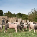 Swabian-Hall Swine pig