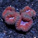 Symphyllia Brain Coral