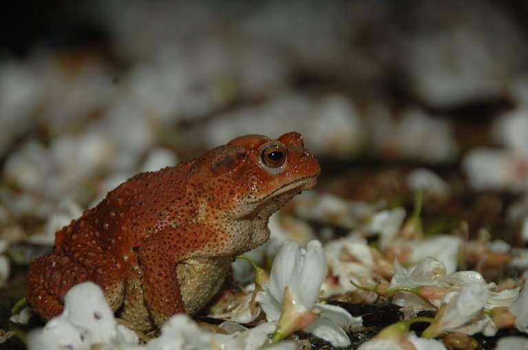 Taiwan Common Toad