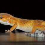 Tangerine Leopard Gecko