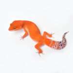 Tangerine-Tornado Leopard Gecko