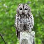 Tawny owl.
