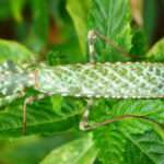 Thistle Mantis