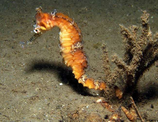 Tiger Snout Seahorse.