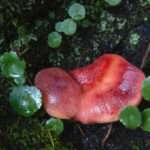 Tongue Mushroom