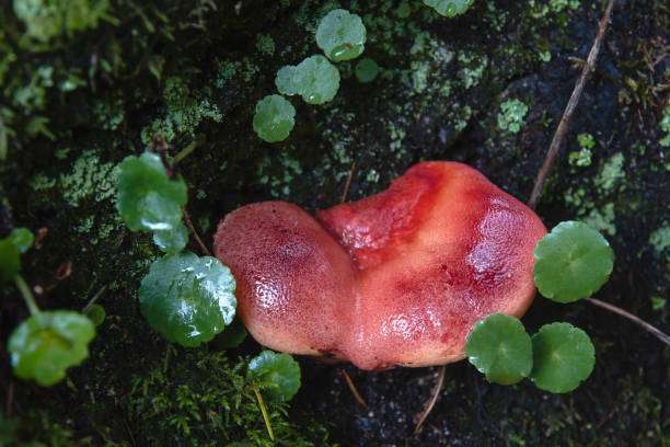 Tongue Mushroom