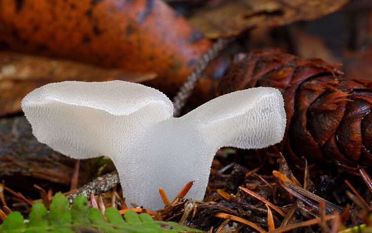 Toothed jelly fungus