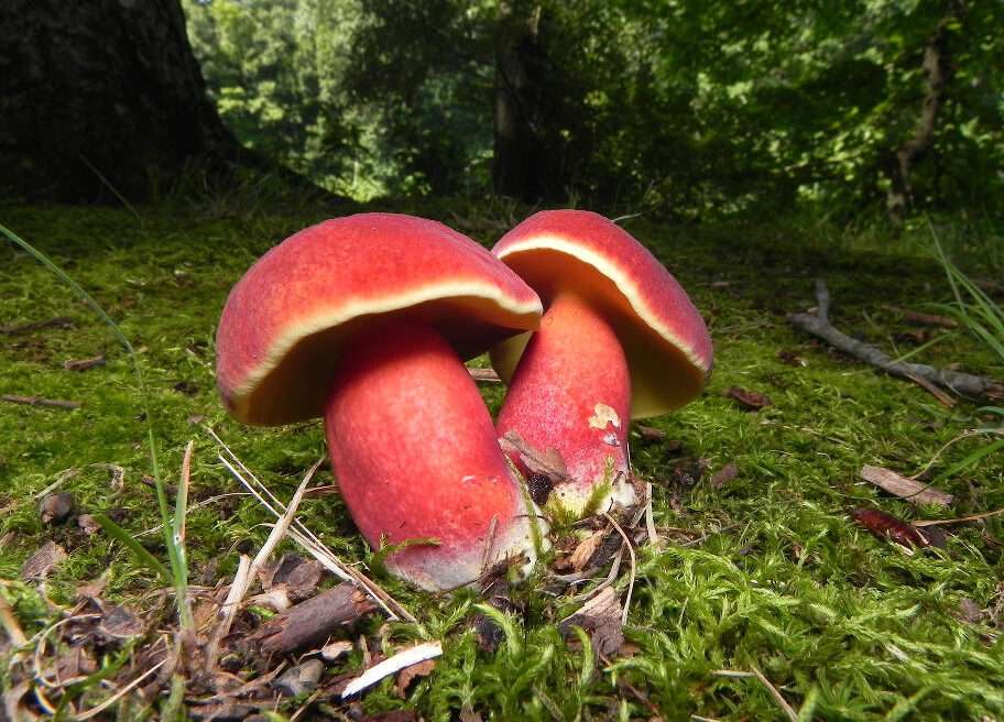 Two Colored Bolete