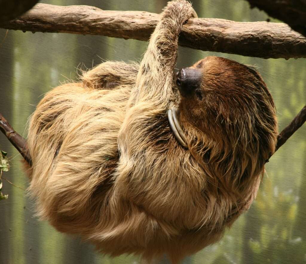 Two-Toed Sloths.