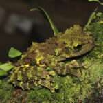 Vietnamese mossy Frog.