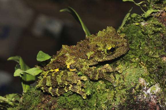 Vietnamese mossy Frog.