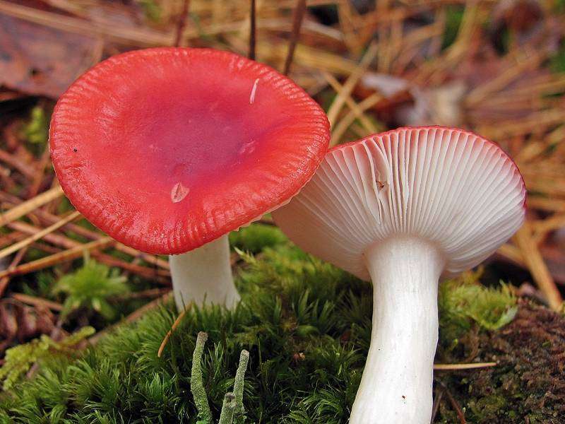 Vomiting Russula