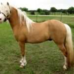 WELSH MOUNTAIN PONY-(SECTION A)