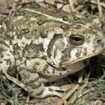 WOODHOUSE'S TOAD.