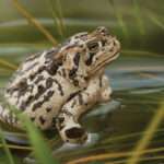 WYOMING TOAD
