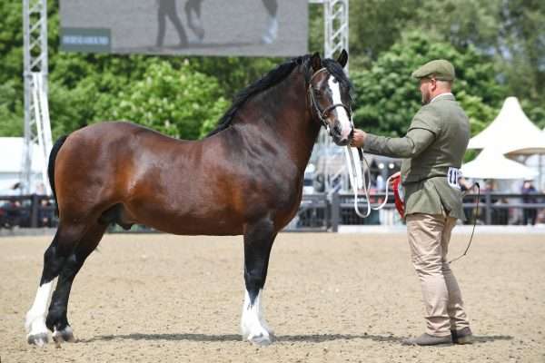 Welsh-Pony of Cob Type (Section C)