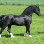 Welsh Pony of Cob Type (Section C)