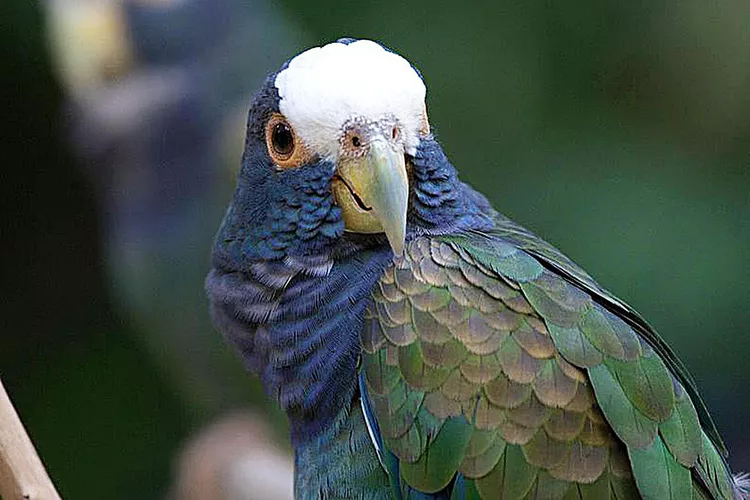 White-Capped Pionus