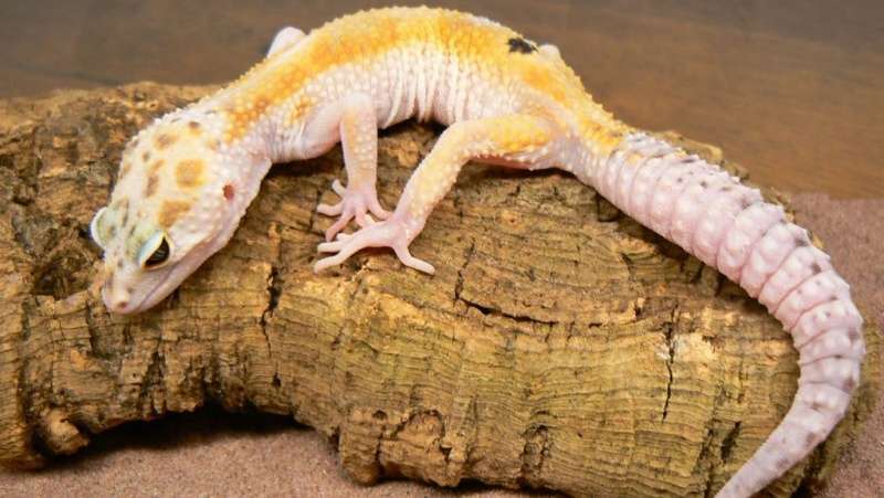 White and Yellow-Leopard Gecko