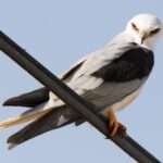 White-tailed kite
