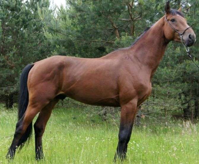 Wielkopolski-Horse-Stallion