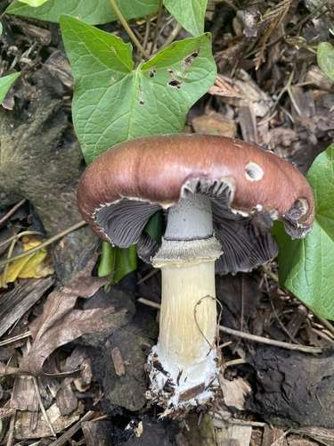 Wine Cap Mushroom.