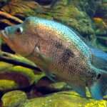 Wolf Cichlid fish