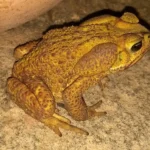 Yellow Cururu Toad