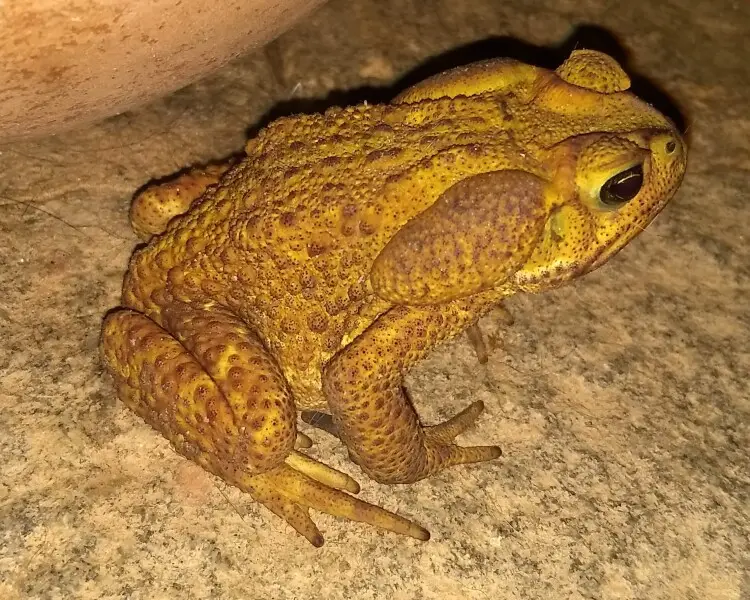 Yellow Cururu Toad