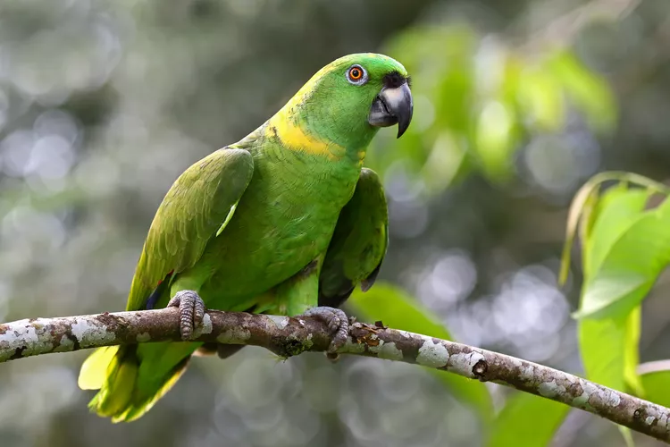 Yellow-Naped Amazon Parrot