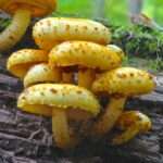 Yellow Pholiota