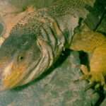 Yemen monitor lizard