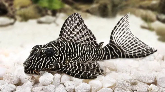 Zebra Pleco fish