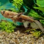 african-butterfly-fish-1024x632