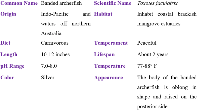 banded archerfish table