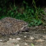 bare-bellied_hedgehog_(Paraechinus_nudiventris)