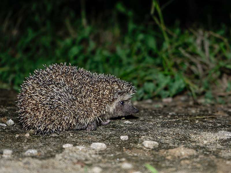 bare-bellied_hedgehog_(Paraechinus_nudiventris)