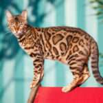 bengal-cat-2