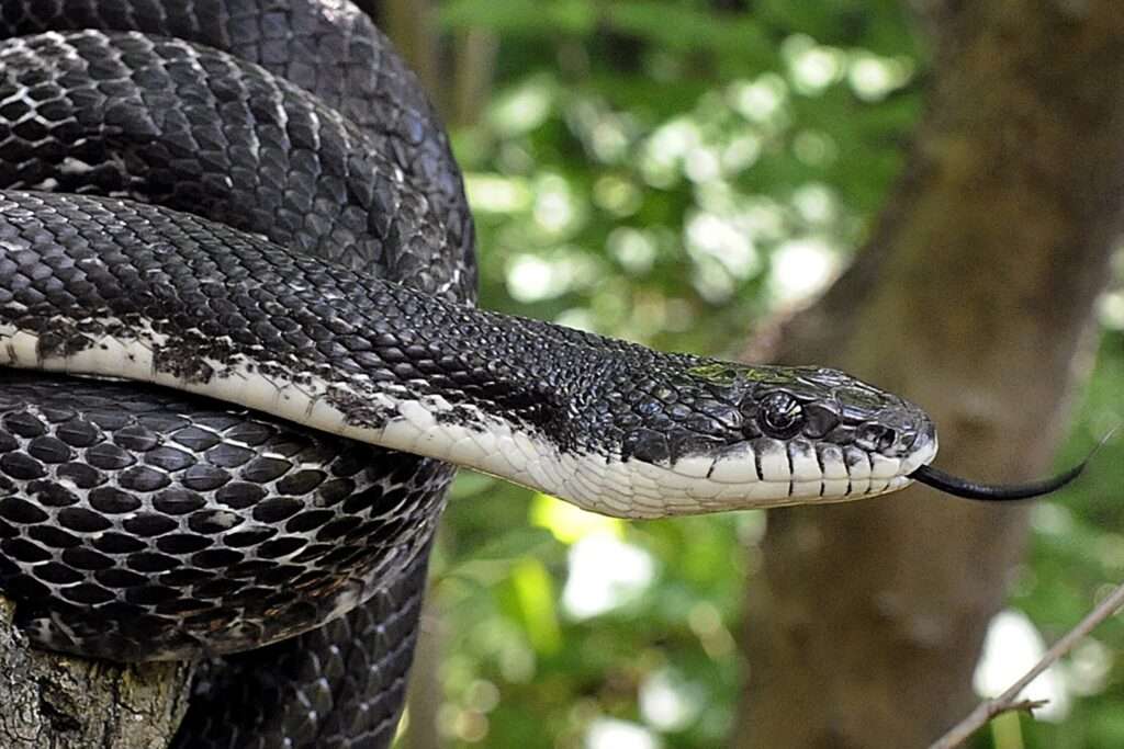 black_rat_snake_web