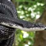 black_rat_snake_web