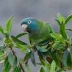 blue-crowned-conure